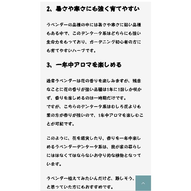 送料込み◆自然栽培ラベンダーデンタータ苗１本～オマケ付き◆ポプリ／リース／アロマ ハンドメイドのフラワー/ガーデン(その他)の商品写真