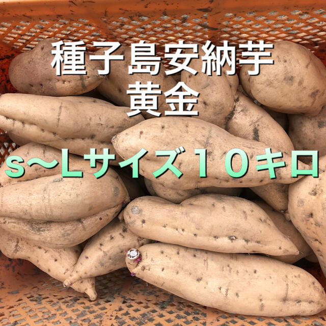 種子島産安納芋さつまいも