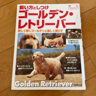 ゴールデンリトリバー(Golden Retriever)のゴ－ルデン・レトリ－バ－ 美しく輝くゴ－ルデンと楽しく暮らす(住まい/暮らし/子育て)