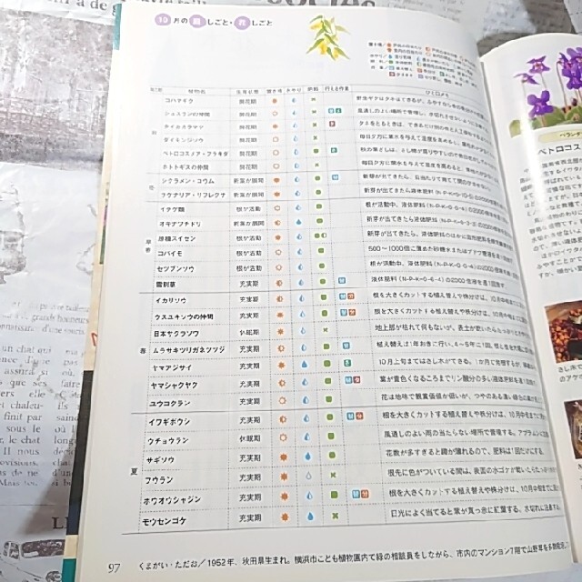 【美品】NHK 趣味の園芸 2008年 10月 今が植えどき春に咲く球根 エンタメ/ホビーの雑誌(専門誌)の商品写真