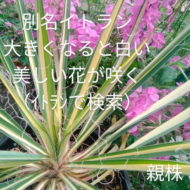 観葉植物 苗 ハンドメイドのフラワー/ガーデン(その他)の商品写真