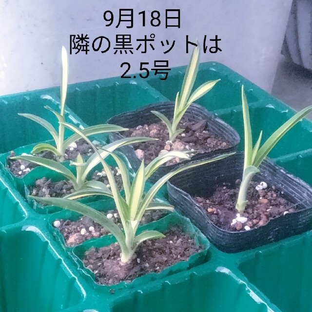 観葉植物 苗 ハンドメイドのフラワー/ガーデン(その他)の商品写真