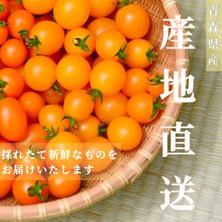 カラートマト 1kg  黄色トマト オレンジトマト採れたて☘️産地直送いたします(野菜)