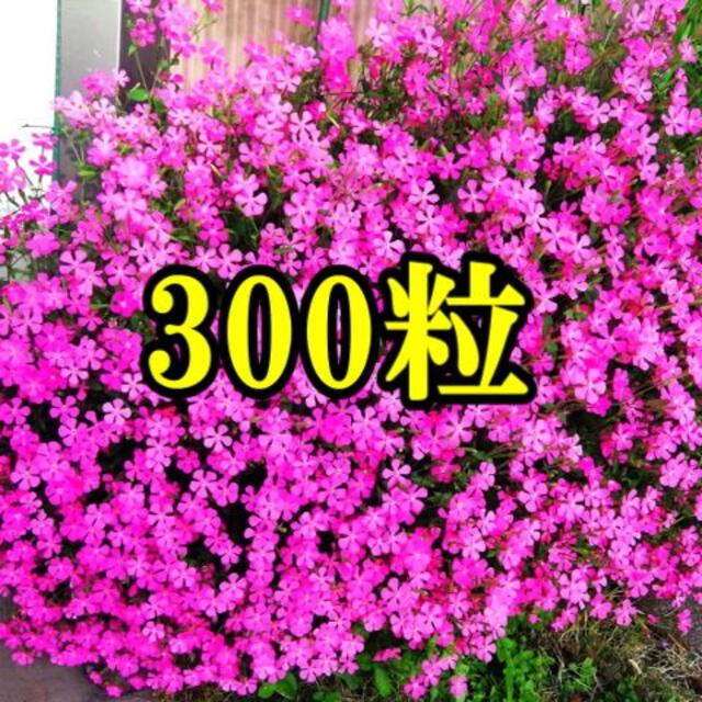 育てやすく丈夫で豪華に咲く　 シレネ　ピンクパンサー　 種　3００粒以上     ハンドメイドのフラワー/ガーデン(その他)の商品写真