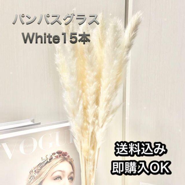 【大人気】パンパスグラスWhite１５本　送料込み　テールリード　ドライフラワー ハンドメイドのフラワー/ガーデン(ドライフラワー)の商品写真