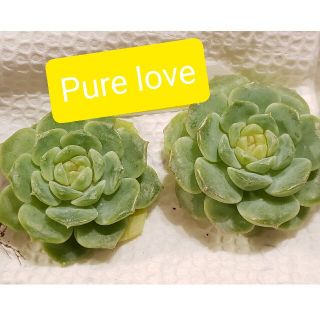 【ラスト１】超レア◆Pure love◆　韓国苗　エケベリア　多肉植物(その他)