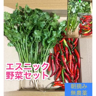 野菜セット【唐辛子、パクチー】【無農薬☆朝摘み☆収穫当日発送】(野菜)