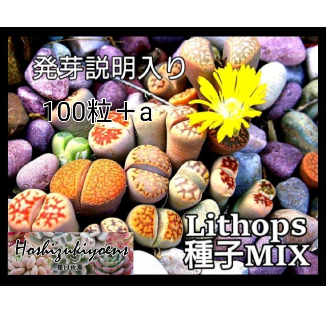 【これから蒔時】リトープス ミックス 種子 100粒+a 発芽説明入り ハンドメイドのフラワー/ガーデン(その他)の商品写真
