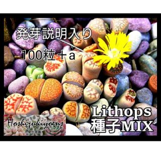 【これから蒔時】リトープス ミックス 種子 100粒+a 発芽説明入り(その他)