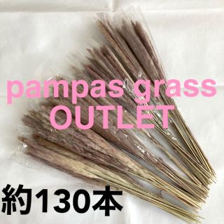 【OUTLET】パンパスグラス　130本以上　大量　訳あり　訳有り　テールリード(ドライフラワー)