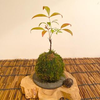 お多福南天　苔玉①  ミニ盆栽(その他)