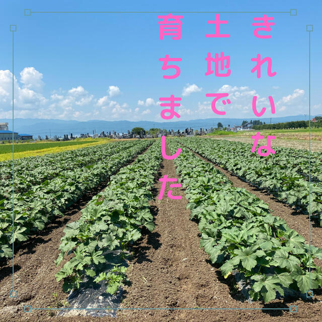 【明日以降発送致します】無農薬オクラ 食品/飲料/酒の食品(野菜)の商品写真