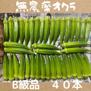 【明日以降発送致します】無農薬オクラ(野菜)