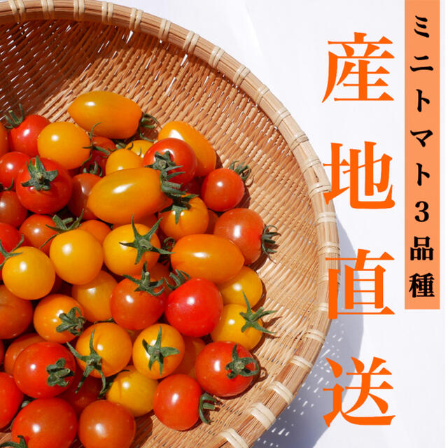 カラートマト 2kg  黄色トマト オレンジトマト採れたて☘️産地直送いたします 食品/飲料/酒の食品(野菜)の商品写真