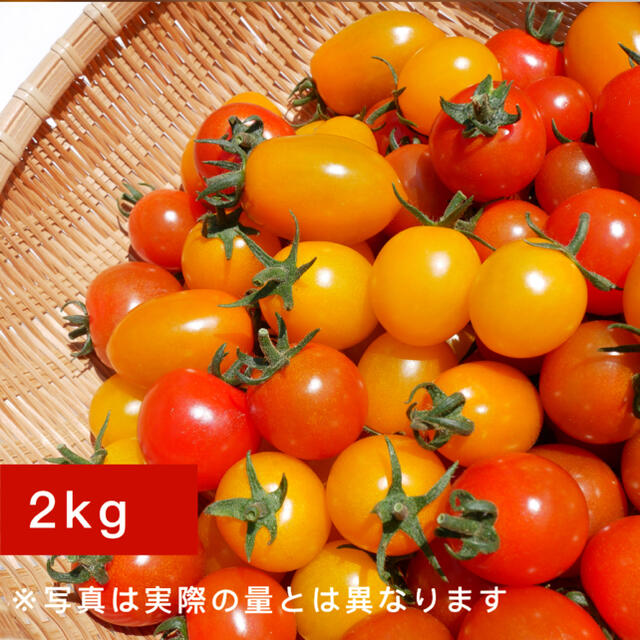 カラートマト 2kg  黄色トマト オレンジトマト採れたて☘️産地直送いたします 食品/飲料/酒の食品(野菜)の商品写真