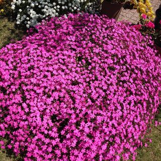 お花の種　シレネ　ピンクパンサー(その他)