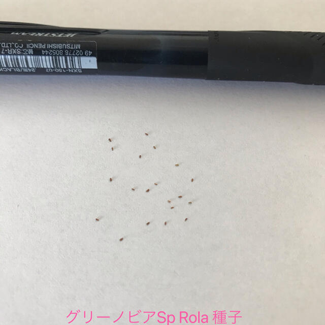 自家採種 レア 多肉植物 グリーノビアSp Rola 種子 20粒 ハンドメイドのフラワー/ガーデン(その他)の商品写真