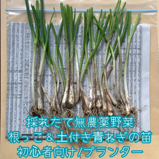 採れたて無農薬野菜＊根っこ＆土付き青ねぎの苗＊約30g＊プランター＊初心者向け 食品/飲料/酒の食品(野菜)の商品写真