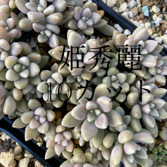 多肉植物　姫秀麗　10カット ハンドメイドのフラワー/ガーデン(その他)の商品写真