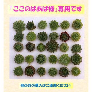 多肉植物 【0631】  ミニセンペル30種セット（名前付き）(その他)