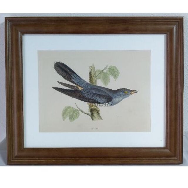 鳥の絵の額装品　カッコウ (Cuckoo)　アンティーク　木版画