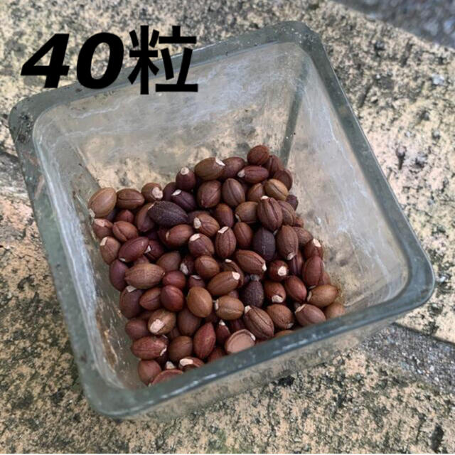 エゴノキのタネ　40粒 ハンドメイドのフラワー/ガーデン(その他)の商品写真