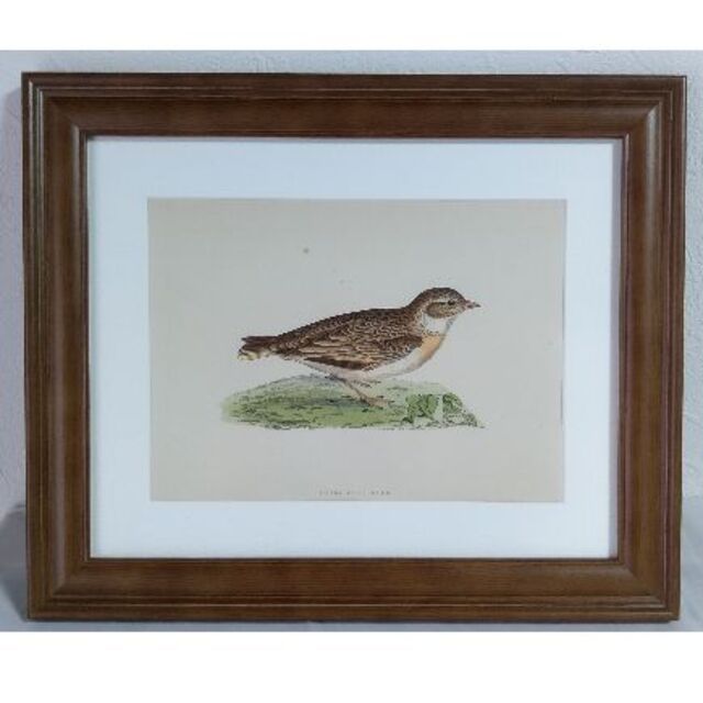 鳥の絵の額装品　ヒメコウテンシ (Short-toed Lark)　アンティーク