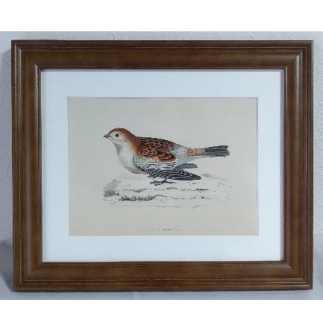 鳥の絵の額装品　ユキホオジロ (Snow Bunting )　アンティーク　木版