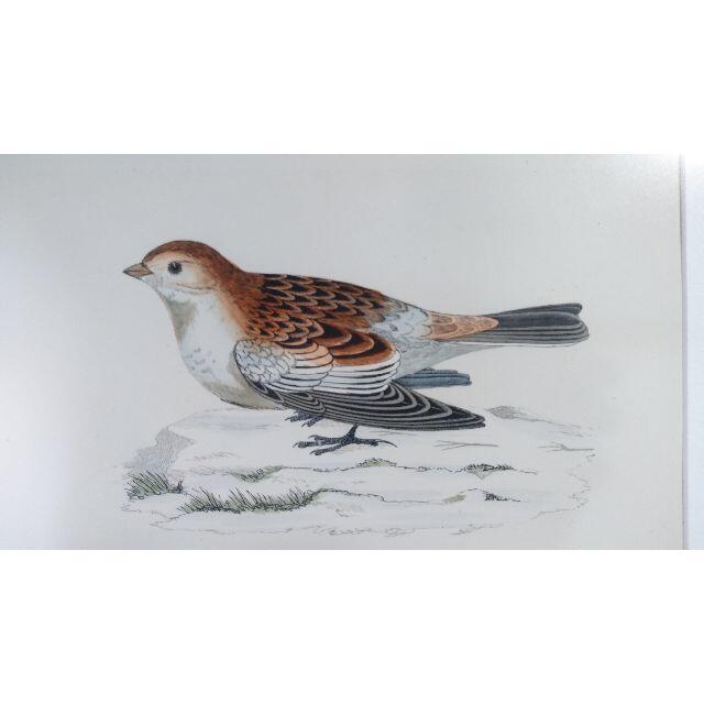 鳥の絵の額装品　ユキホオジロ (Snow Bunting )　アンティーク　木版 1