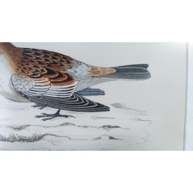 鳥の絵の額装品　ユキホオジロ (Snow Bunting )　アンティーク　木版 4