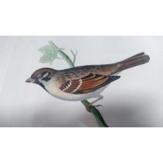 鳥の絵の額装品　ノドグロアオジ (Cirl Bunting)　アンティーク　木版