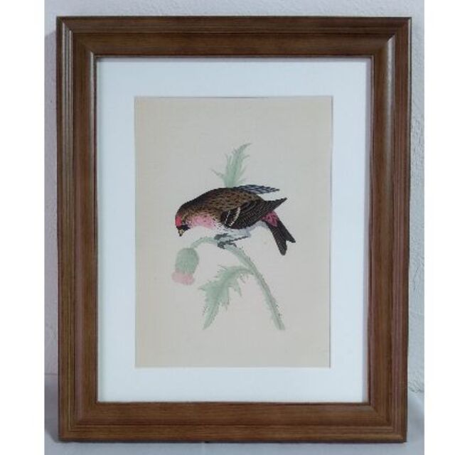 鳥の絵の額装品　ベニヒワ (Redpole)　アンティーク　木版画