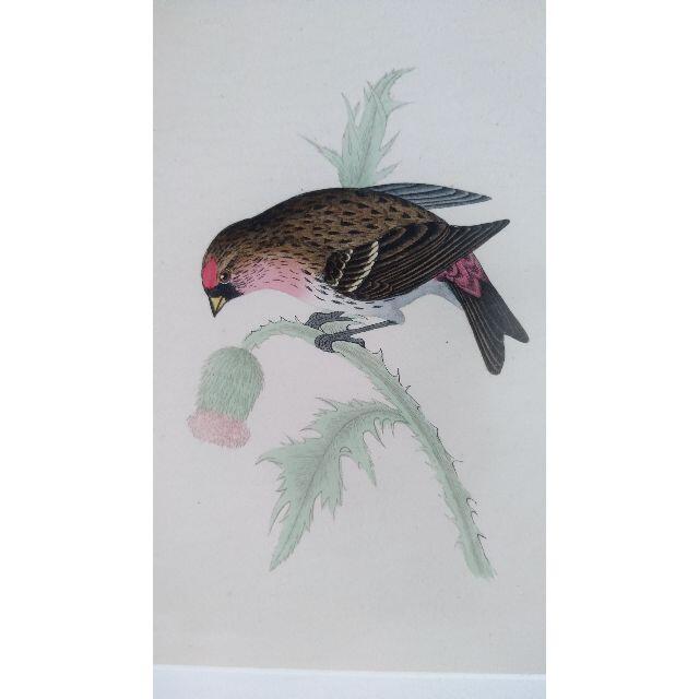 鳥の絵の額装品　ベニヒワ (Redpole)　アンティーク　木版画 1