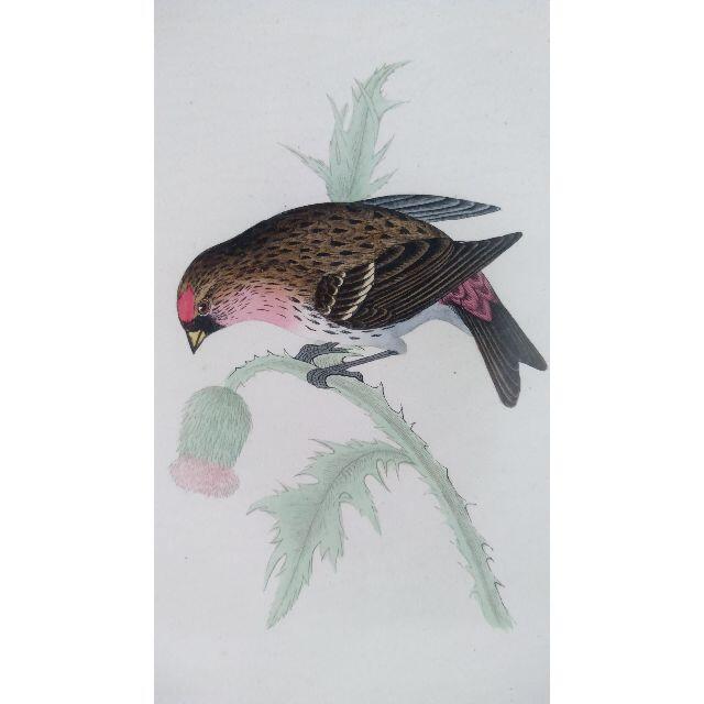 鳥の絵の額装品　ベニヒワ (Redpole)　アンティーク　木版画 4