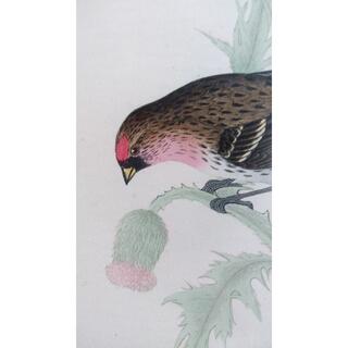 鳥の絵の額装品　ベニヒワ (Redpole)　アンティーク　木版画