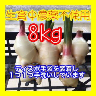 新生姜　箱込み8kg  減農薬栽培　鹿児島産(野菜)