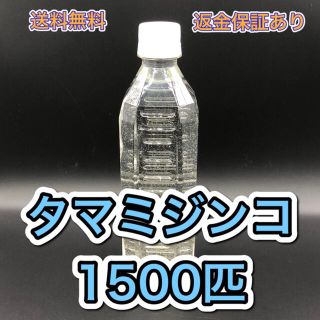 タマミジンコ飼育水 培養セット めだか、ベタ、金魚等の餌 稚魚に(ペットフード)