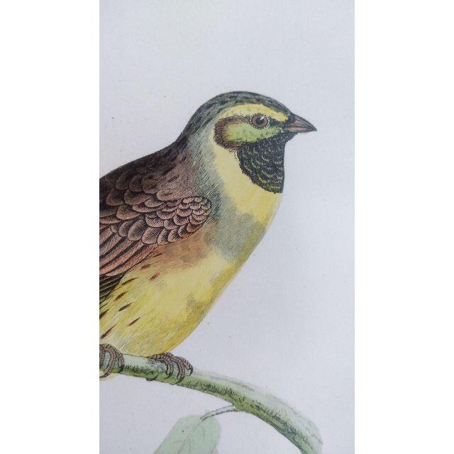 鳥の絵の額装品　ノドグロアオジ (Cirl Bunting)　アンティーク　木版