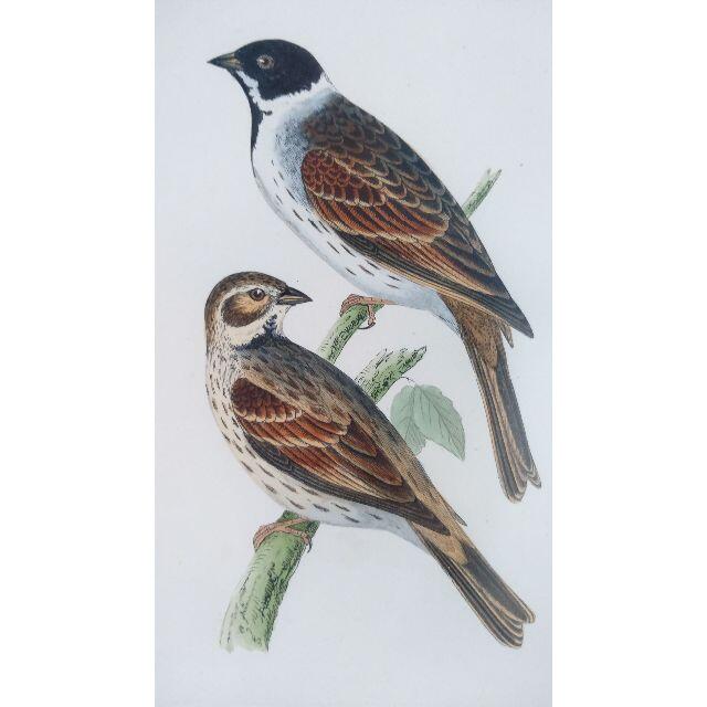 鳥の絵の額装品 ズグロチャキンチョウ(Black-headed Bunting) エンタメ/ホビーの美術品/アンティーク(版画)の商品写真