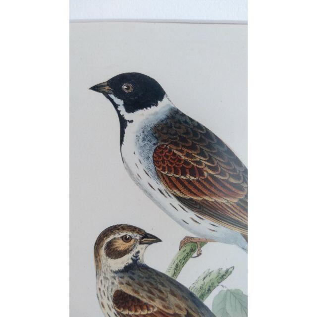 鳥の絵の額装品 ズグロチャキンチョウ(Black-headed Bunting) エンタメ/ホビーの美術品/アンティーク(版画)の商品写真