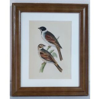 鳥の絵の額装品 ズグロチャキンチョウ(Black-headed Bunting)(版画)