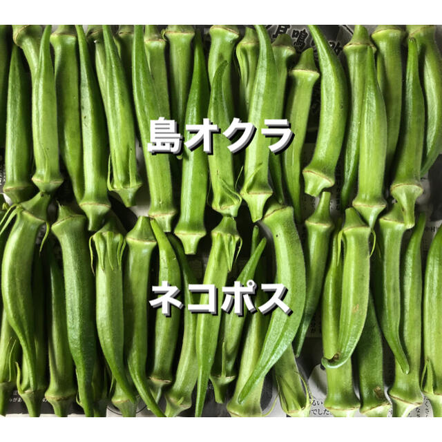 沖縄島オクラ 食品/飲料/酒の食品(野菜)の商品写真