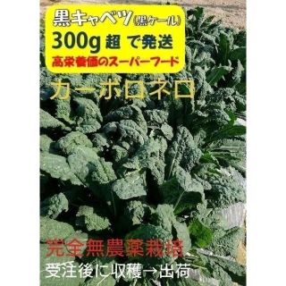 黒キャベツ(カーボロネロ/黒ケール)　完全無農薬　イタリア野菜　300gオーバー(野菜)