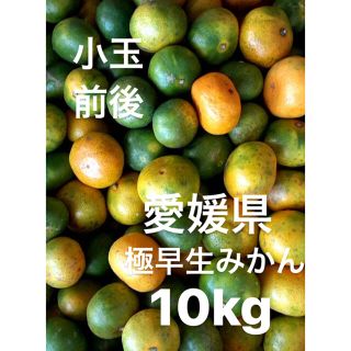 愛媛県産　極早生みかん　10kg(フルーツ)