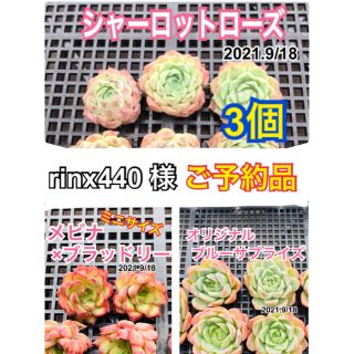 rinx440様　ご予約品　多肉植物　3種類５個(その他)