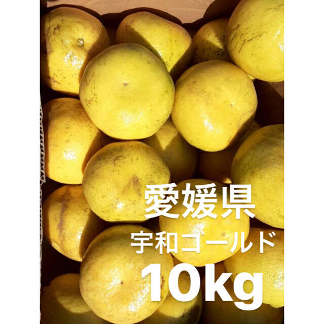 愛媛県　宇和ゴールド　河内晩柑　嵐ゴールド　10kg 食品/飲料/酒の食品(フルーツ)の商品写真