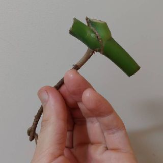 元斑入りモンステラ　ボルキシアナ　切り戻し苗(その他)