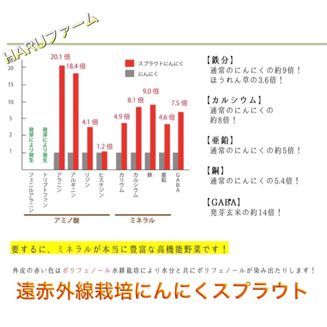 無農薬 遠赤外線栽培 ニンニクスプラウト 発芽ニンニク 大中粒20本 食品/飲料/酒の食品(野菜)の商品写真