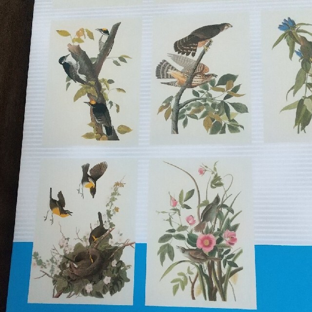 美しい花と鳥 描く、飾る １ エンタメ/ホビーの本(アート/エンタメ)の商品写真