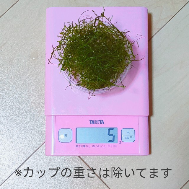 ウィローモス　5g その他のペット用品(アクアリウム)の商品写真